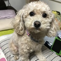 きなこさん