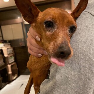 ミニチュア ピンシャー 大阪府が募集対象 犬の里親募集情報 ペットのおうち 月間利用者150万人 ミニチュア ピンシャー 大阪府が募集対象 犬の里親募集情報 ペットのおうち 月間利用者150万人