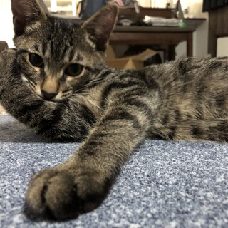 キジトラ　がくと君７ヵ月