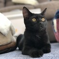 白毛混じりの黒猫　はいど君７ヵ月