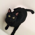 甘えん坊の黒猫の男の子(^-^)ノ
