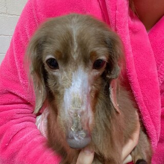 ダックス男の子