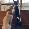 ナゴリン