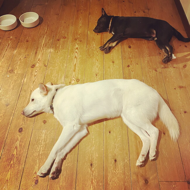 ナゴリンのカバー写真