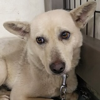 吸い込まれそうな瞳、華奢なフレアちゃん