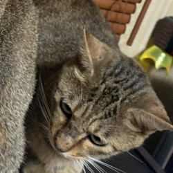 「久留米/キジトラ♂さがしてます」サムネイル2