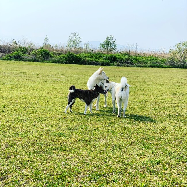 パインの缶詰のカバー写真