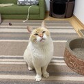 人馴れ抜群！綺麗なブルーアイのオトナ猫。