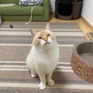 人馴れ抜群！綺麗なブルーアイのオトナ猫。