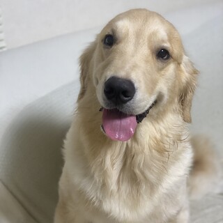 ゴールデンレトリバー♂2歳