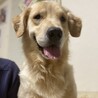 ゴールデンレトリバー♂2歳 サムネイル2