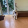 ゴールデンレトリバー♂2歳 サムネイル3