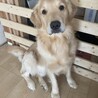 ゴールデンレトリバー♂2歳 サムネイル5