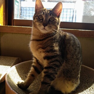 人馴れ度300%きじオス子猫