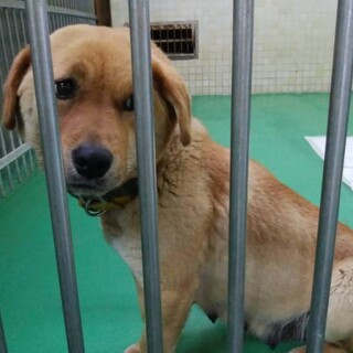 5歳くらいの女の子です！寂しがっています！