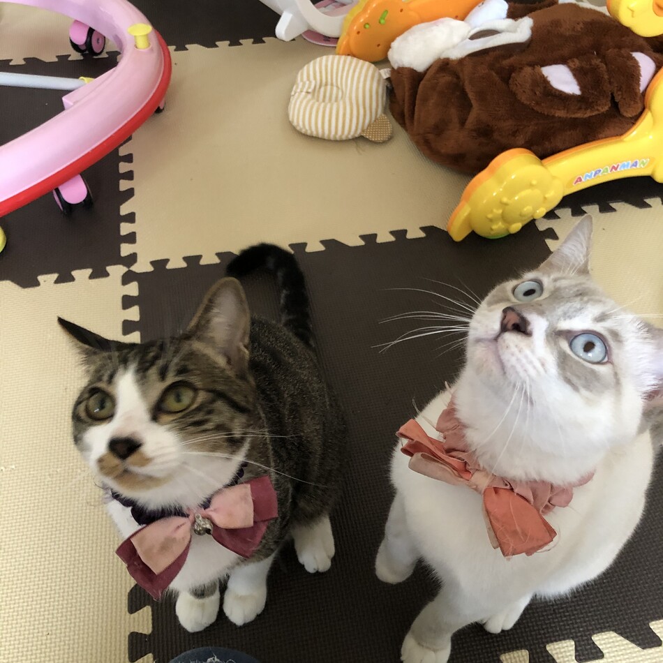 バロン、ハクのカバー写真