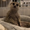 ミーアキャットの里親募集