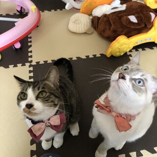 幼い兄弟猫です。