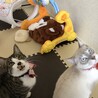 幼い兄弟猫です。 サムネイル2