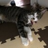 幼い兄弟猫です。 サムネイル4