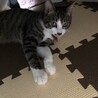 幼い兄弟猫です。 サムネイル6