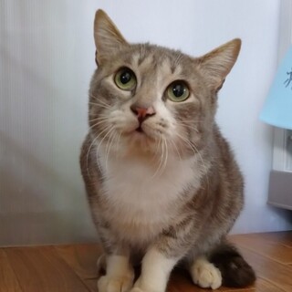 14匹救出！チョコレート軍団　オレオ♂