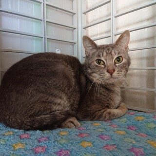 14匹救出！チョコレート軍団　トッポ♂