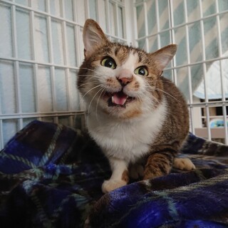 14匹救出！チョコレート軍団　プッカ♂