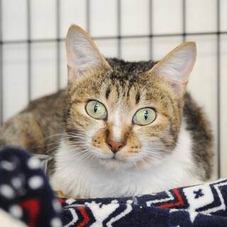 14匹救出！チョコレート軍団　アポロ♀