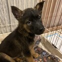 人も犬も大好き！遊びもご飯も大好き！セナ君