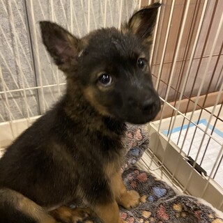 人も犬も大好き！遊びもご飯も大好き！セナ君
