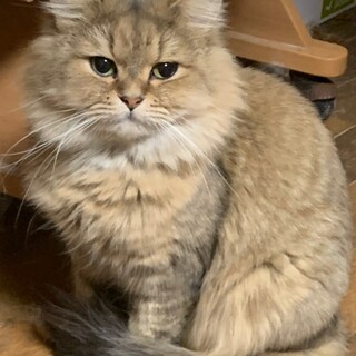 血統書つきペルシャのバロン君♂4歳