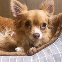 控えめ女子なチワワのふきちゃん♪ 