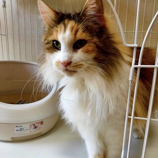 ノルウェージャン9歳の女の子♡アレッサちゃん