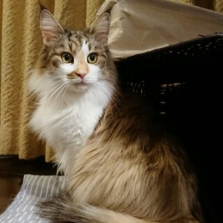 ノルウェージャン7歳の女の子♡シャルロッテちゃん