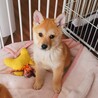 募集停止☆柴犬みたいな雑種のまつくん サムネイル2