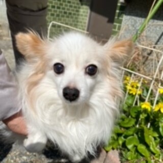 とても可愛い甘えたなパピヨン！