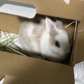 ドワーフラビット　ブロークンオレンジ　女の子です