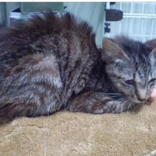 処分間近 お腹がすいて 捕まった子猫