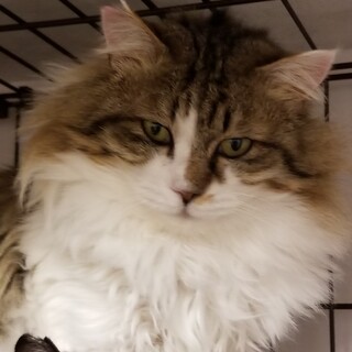 ノルウェージャン風置き去りにされたフクちゃん