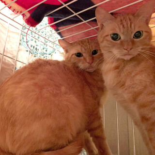 仲良し兄弟『トラジ』&『ピー』