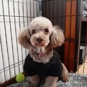 トイプードル ブラウン リンツちゃん 里親様募集☆