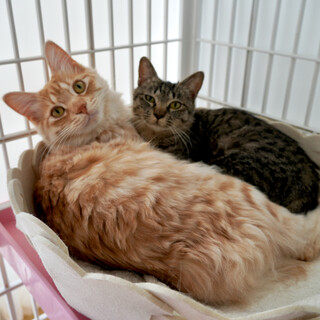 ふたり仲良く新たなご家族ができました♪