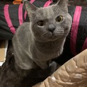 ブリティッシュショートヘアーの男の子