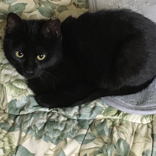 黒子猫