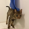捨て猫？！痩せこけたキジトラくん