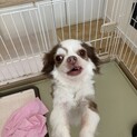 チワワ　チョコレートタン　シルバー犬里親募集