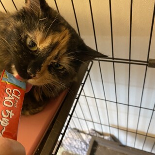 野良として頑張ったママ猫～長毛サビちゃん～