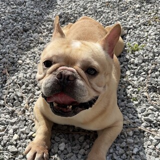 フレブル　ブリオくん