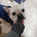 フレブル　ゆきちゃん